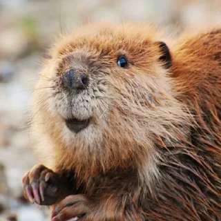 Стикер Bobr Vibe - 6