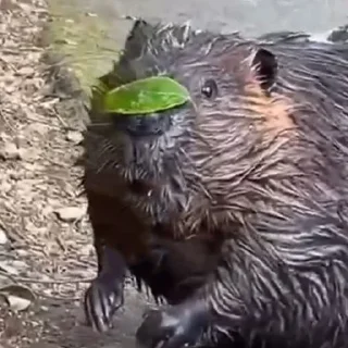 Стикер Bobr Vibe - 8