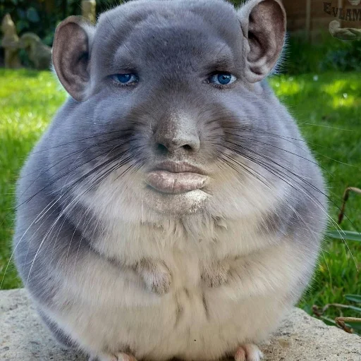 animal mammal rodent