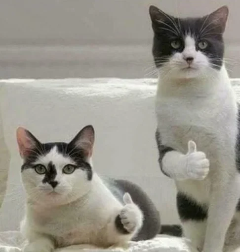 cat mammal domestic cat