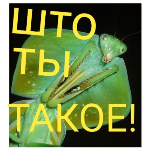 Стикер Bogomolchiki3 - 1