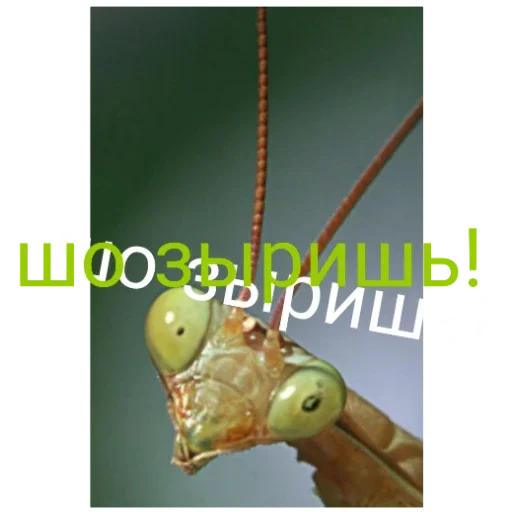 Стикер Bogomolchiki3 - 1