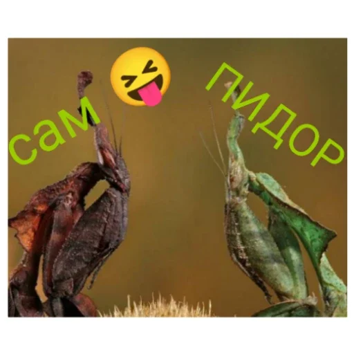 Стикер Bogomolchiki3 - 1