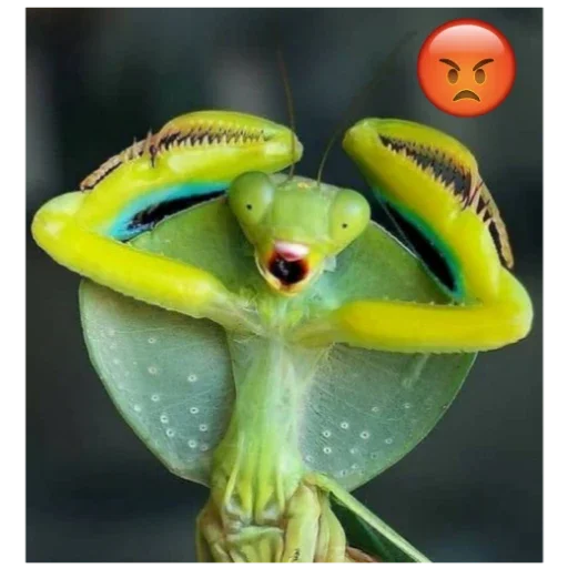 Богомольчики - 