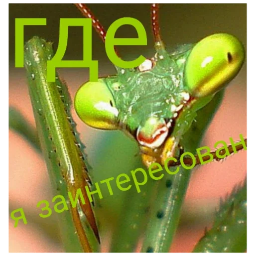 Стикер Bogomolchiki3 - 1