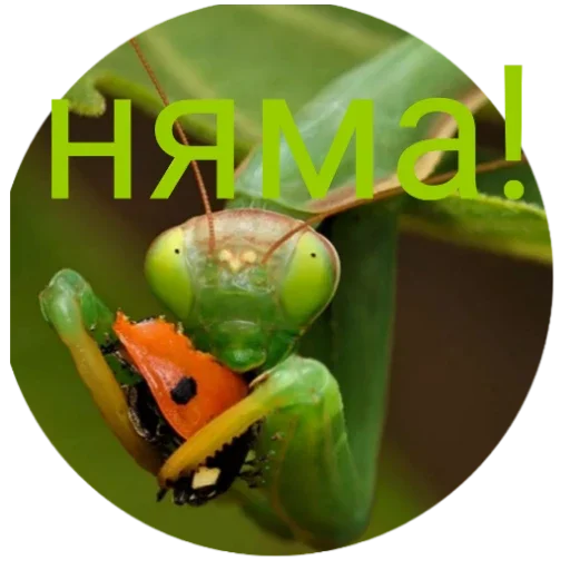 Стикер Bogomolchiki3 - 1