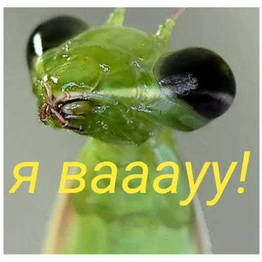 Стикер Bogomolchiki3 - 1