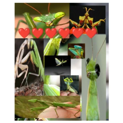 Стикер Bogomolchiki3 - 1