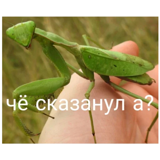 Стикер Bogomolchiki3 - 1