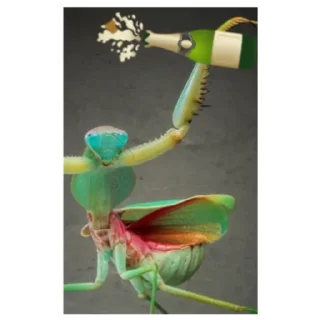 Sticker Богомольчики - 5