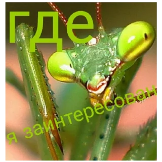 Sticker Богомольчики - 6