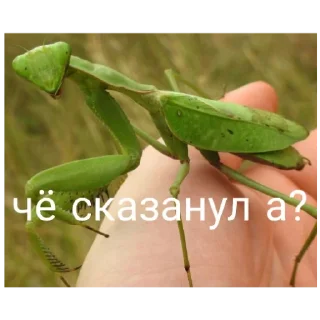 Sticker Богомольчики - 0