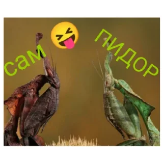 Sticker Богомольчики - 9