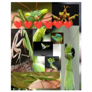 Sticker Богомольчики - 1