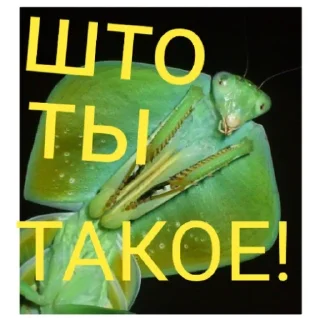 Sticker Богомольчики - 11