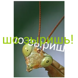 Sticker Богомольчики - 10