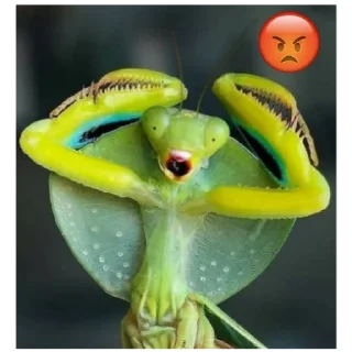 Sticker Богомольчики - 8