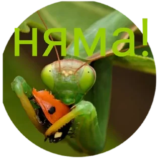 Sticker Богомольчики - 4