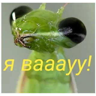 Sticker Богомольчики - 3