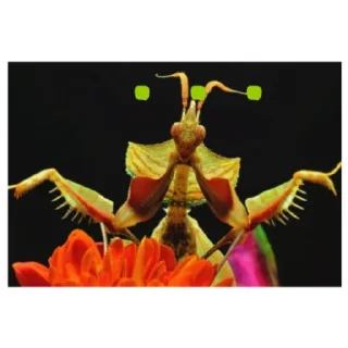 Sticker Богомольчики - 7