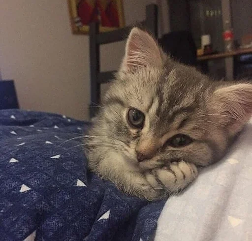 кошка комнатный животное