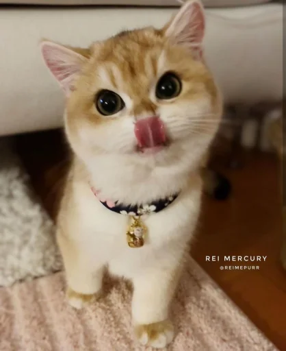 животное млекопитающее кошка