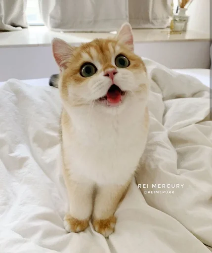 cat domestic cat animal