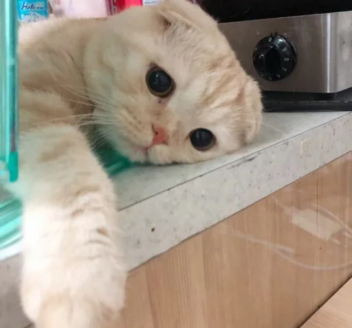 small to medium-sized cats felidae indoor