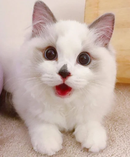 животное млекопитающее кошка