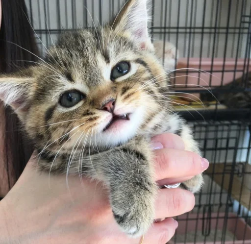 животное кошка млекопитающее