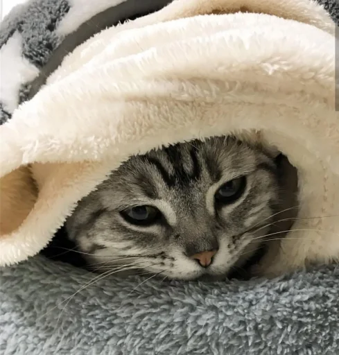 кошки малого и среднего размера кошачьи усы