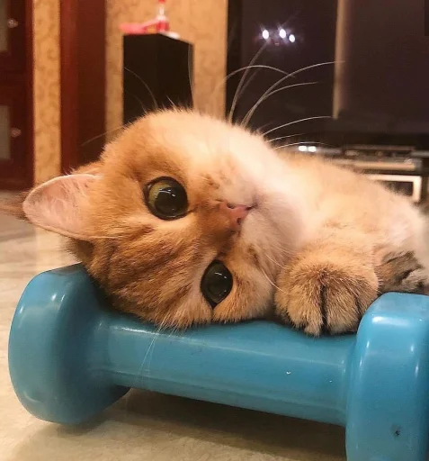 кошки малого и среднего размера комнатный кошачьи