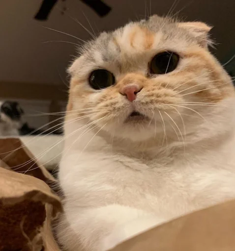 млекопитающее кошка животное