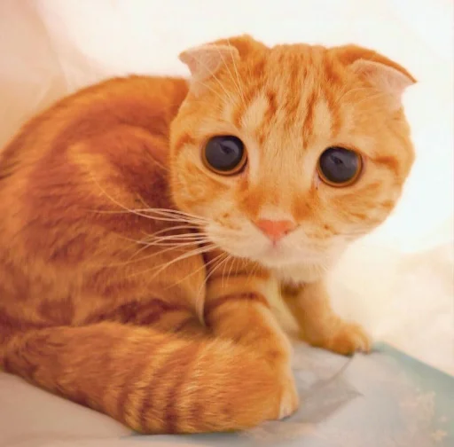 животное млекопитающее кошка