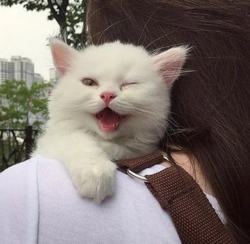 млекопитающее животное кошка