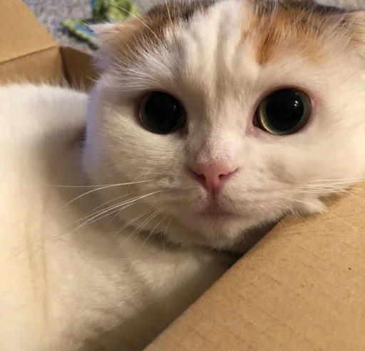 кошки малого и среднего размера млекопитающее животное