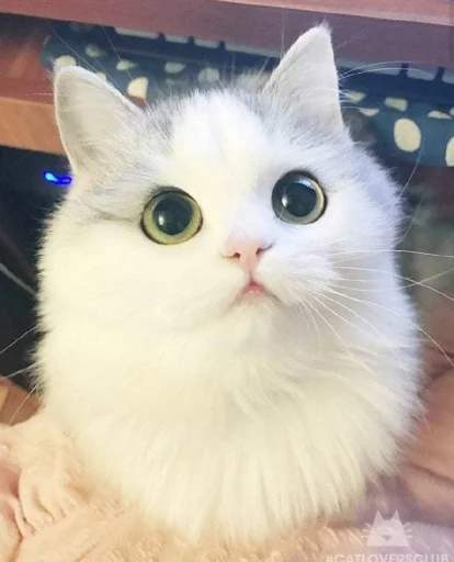 животное млекопитающее кошка