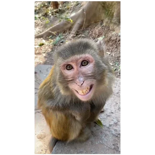 Больше стикеров тут @stikerysi - 