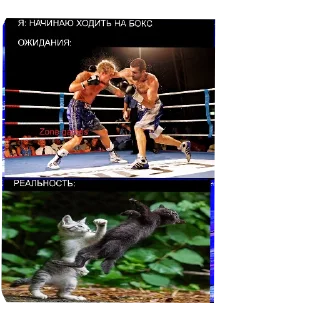 спорт бокс Единоборства