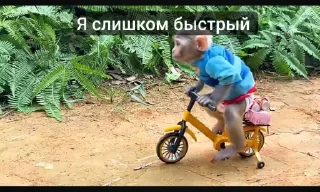 Стикер Bon bon obezIna @TgEmodziBot - 10