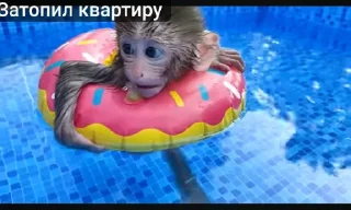 Стикер Bon bon obezIna @TgEmodziBot - 2