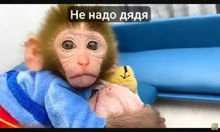 Стикер Bon bon obezIna @TgEmodziBot - 1