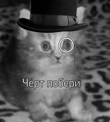 animal small to medium-sized cats felidae