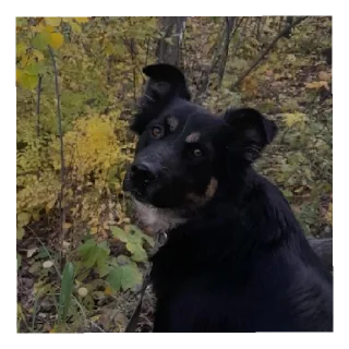 Sticker Бонифаций - 7