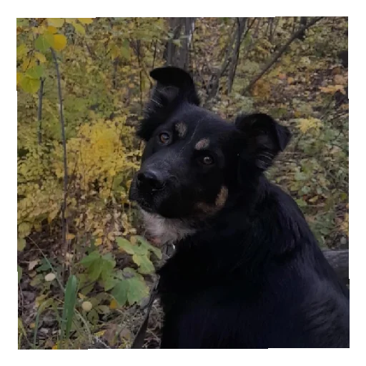 Sticker Bonifacij3 - 1