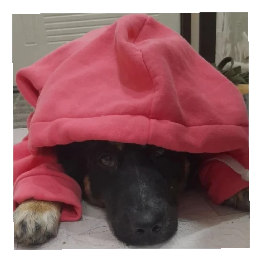 Sticker Bonifacij3 - 1