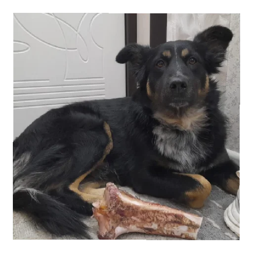 Sticker Бонифаций - 1