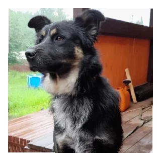 Sticker Бонифаций - 6