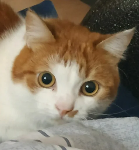 animal mammal small to medium-sized cats