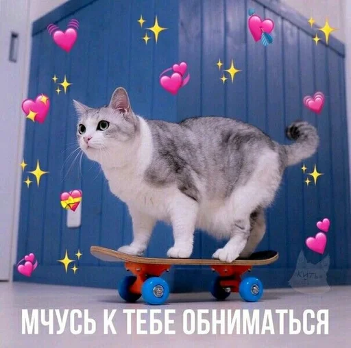 animal small to medium-sized cats cat